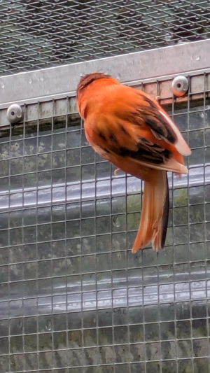 Kanarien rot 