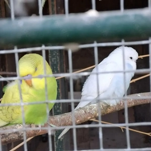 Wellensittiche in verschiedenen Farben  Bild 2