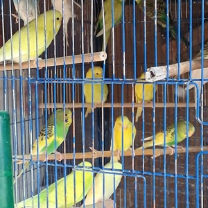 Wellensittiche in verschiedenen Farben  Bild 4