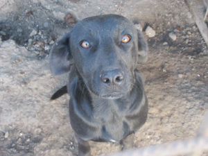 Reki ca. 45 cm   der Liebevolle