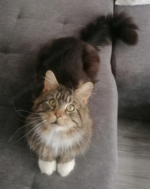 Maine Coon Deckkater mit Gesundheitscheck Bild 6