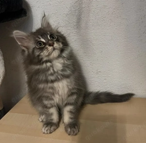 Maine Coon Deckkater mit Gesundheitscheck Bild 9