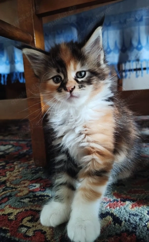 Maine Coon Deckkater mit Gesundheitscheck Bild 8