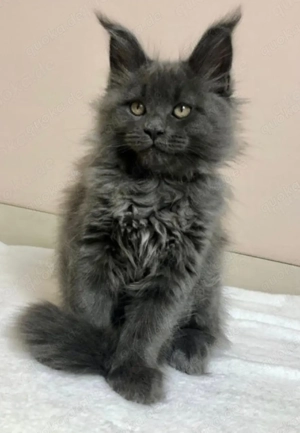 Maine Coon Deckkater mit Gesundheitscheck Bild 10