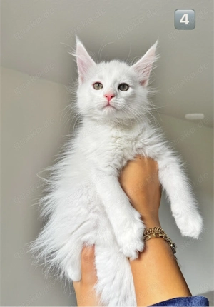 Reinrassige Maine Coon Kitten
