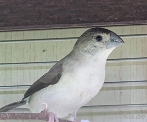 Malabarfasänchen indische Silberschnäbel  Bild 2