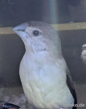 Malabarfasänchen indische Silberschnäbel  Bild 4