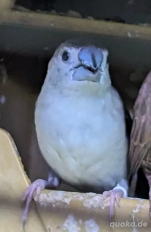 Malabarfasänchen indische Silberschnäbel  Bild 3