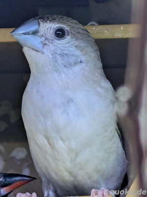 Malabarfasänchen indische Silberschnäbel  Bild 5