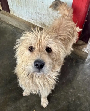 Memo - ein Wuschel sucht Schmuseeinheiten