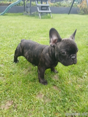 Französische Bulldogge.