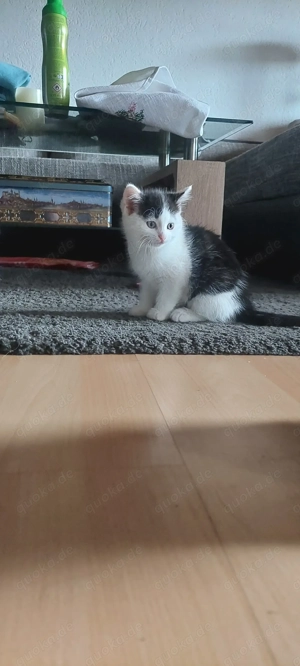 Eine kleine Maus sucht ein neues Zuhause   Reserviert  Bild 2