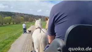 Super Tolles Fahr- und Reitpferd