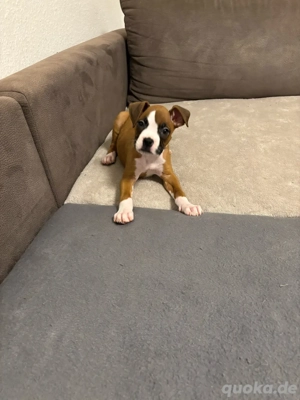 Reinrassiger Boxer Hund