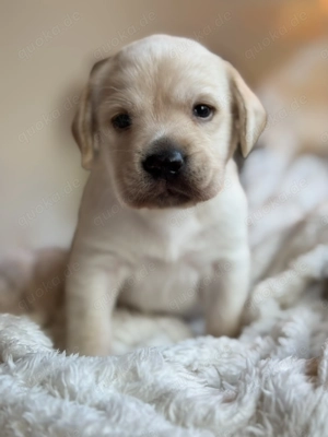 Labradorwelpen in Gelb