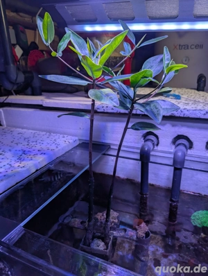 Mangroven Meerwasser Salzwasser 