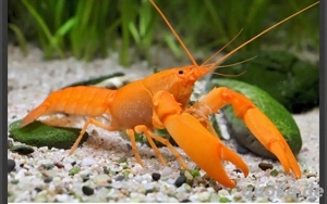 Krebs "super orange" - Cherax snowden babys 3-7cm groß