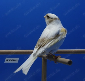 Kanarienvögel, Kanarien von 2025