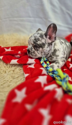 Sehr hübsche Französische Bulldoggen Welpen in Sonderfarben 