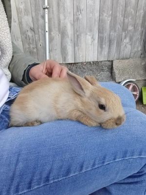 Zwergkaninchen zu verkaufen 