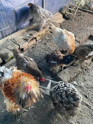 Ich verkaufe meinen Hahn 