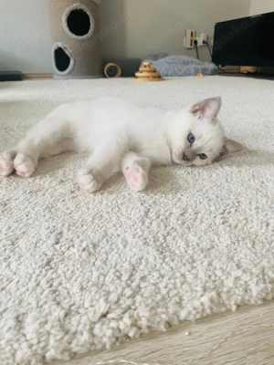 Heilige Birma - Siam Kitten Bild 3