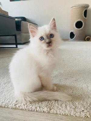 Heilige Birma - Siam Kitten Bild 2