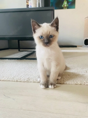 Heilige Birma - Siam Kitten Bild 5