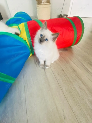 Heilige Birma - Siam Kitten Bild 4
