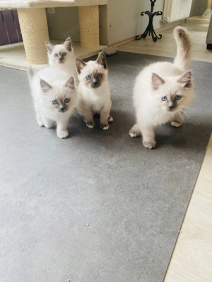 Heilige Birma - Siam Kitten Bild 6