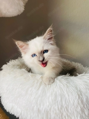 Heilige Birma - Siam Kitten Bild 8