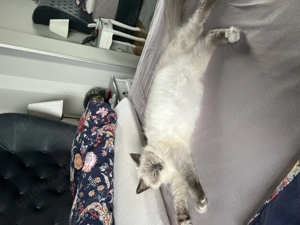 Heilige Birma - Siam Kitten Bild 10