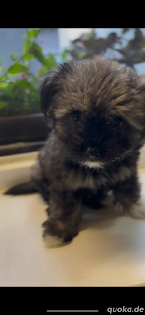 2 mischlings welpen suchen ein neues zuhause 