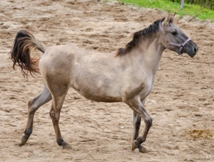 Wunderschöne Konikstute, geb. Jan 2024, aus Sportkonik-Abstammung, derzeit 1.35m