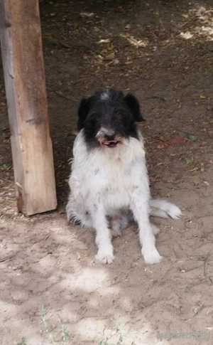     Duke sucht ein Körbchen    