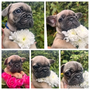 Französische Bulldoggen Welpen