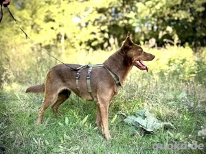    Paula sucht ihr Körbchen    