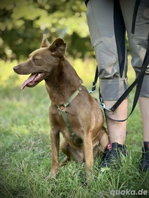     Paula sucht ihr Körbchen     Bild 3