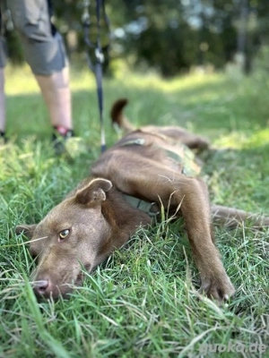     Paula sucht ihr Körbchen     Bild 2