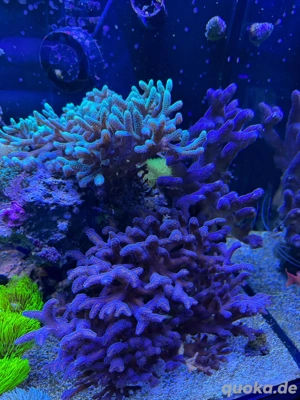 Seriatopora Milka Ableger Korallen Meerwasser