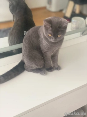 Britisch Kurzhaar Katze   6 Monate alt, weiblich   sucht ein liebevolles Zuhause   