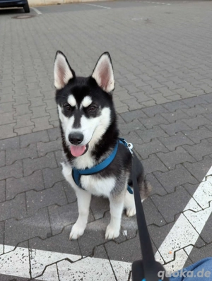 Sky Husky Hund