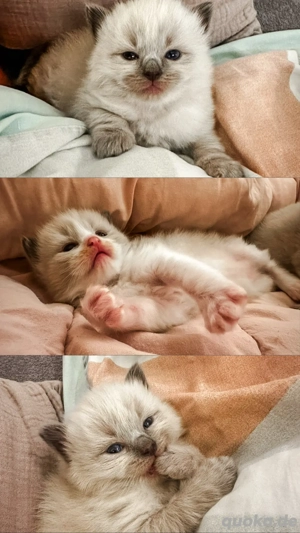 Nur noch 2 zauberhafte Ragdoll ähnl. Heilige Birma Kitten! Katzenbabys   Kitten  Bild 9