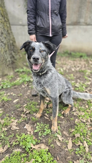 Silver (geb. ca. 04 2023) in ungarischem Tierheim sucht ein Zuhause