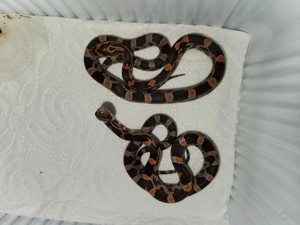 Kornnattern Weibchen verkaufen 