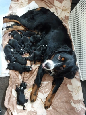 Berna Sennen Welpen - Hobbyzucht  