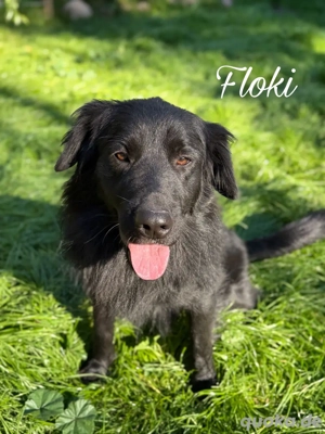 Liebevolles Zuhause für treue Hunde gesucht