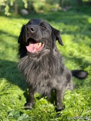 Liebevolles Zuhause für treue Hunde gesucht