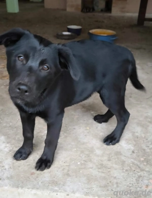 Schwarze Schönheit Mocca 