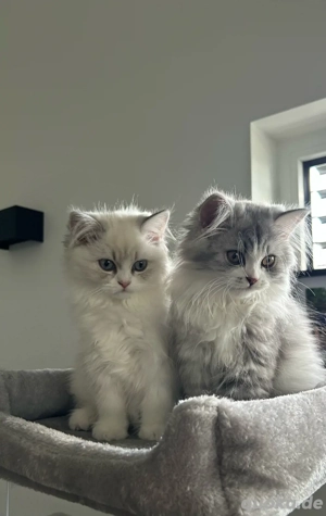 Zwei liebevolle Kater Kitten suchen gemeinsam ein neues Zuhause